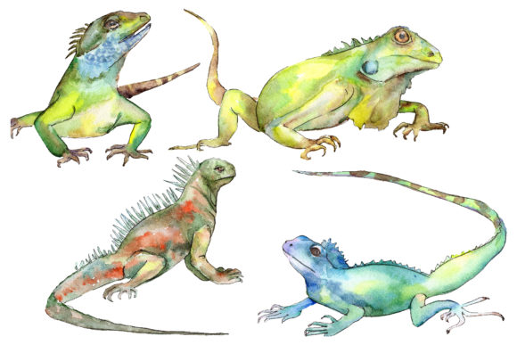 4 Iguanas Watercolor Illustrations