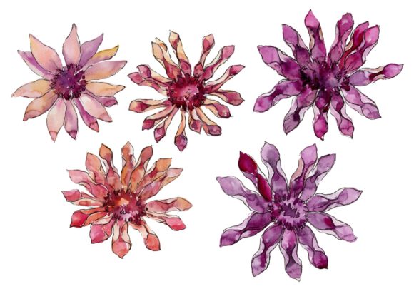 African Daisy Flower Watercolor Set and Illustrations