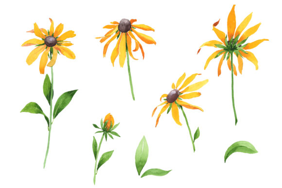 Black-eyed Susan Rudbeckia Hirta Watercolor