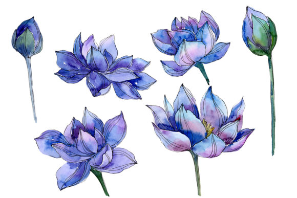 Blue Watercolor Lotus Flower Illustrations