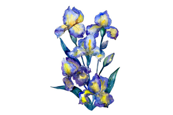 Bouquet of Blue Irises Watercolor Set and Illustrations