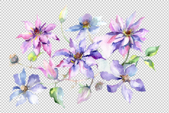 Branch of Gentle Purple Flowers Watercolor PNG and Illustrations