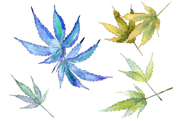 Cannabis Leaves PNG Watercolor Set and Illustrations