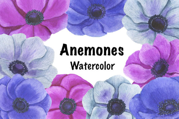 Collection Anemones Flowers Watercolor