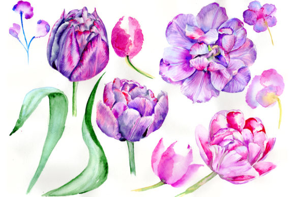 Delicate Purple Tulip Watercolor Set and Illustrations