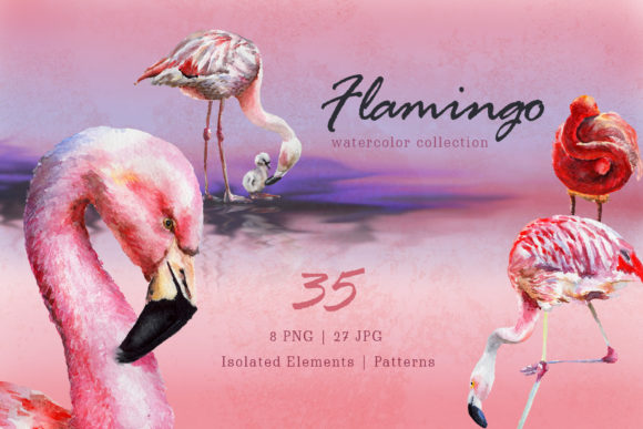 Flamingo Watercolor Png and Illustrations