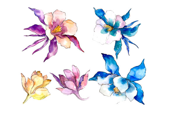 Flower Aquilegia Watercolor PNG & Illustrations