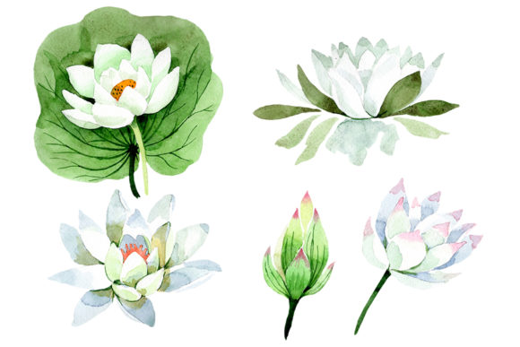 Flower White Lotus Watercolor Illustrations