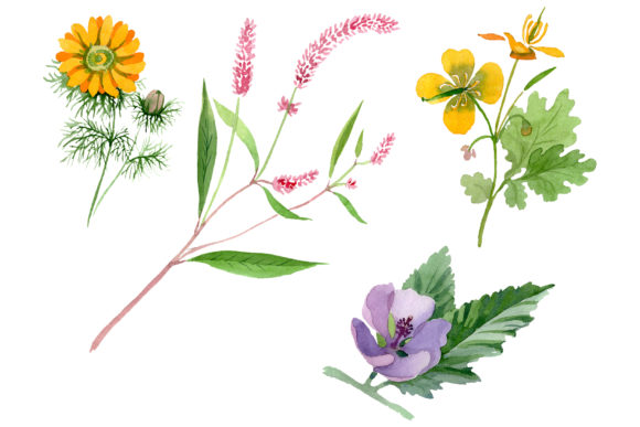 Herbals Watercolor Illustrations