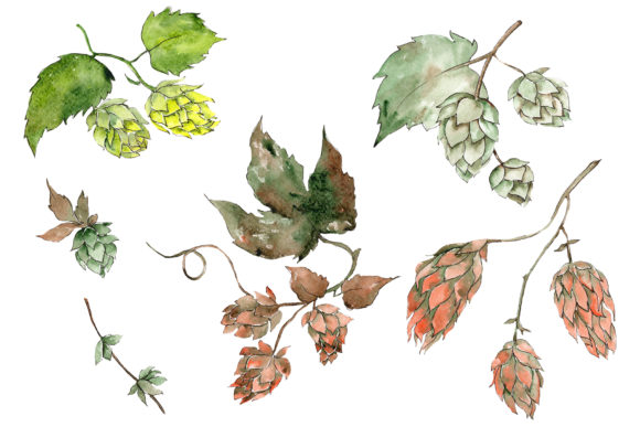 Hops Plant Watercolor Illustrations