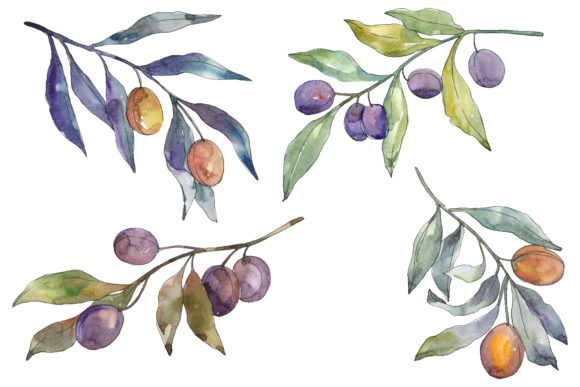 Olives 3 Watercolor Review