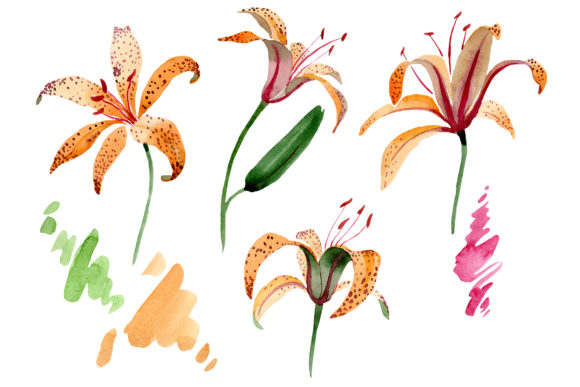 Orange Spotted Lily Watercolor Png and Illustrations