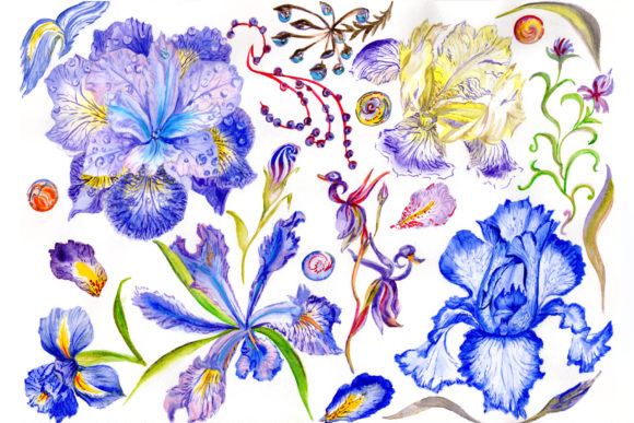 Picturesque Blue Irises Watercolor Set and Illustrations
