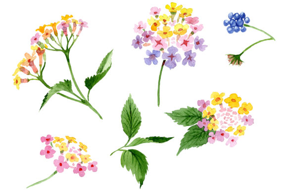 Pink Lantana Watercolor Illustrations