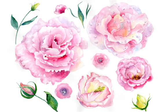 Pink Watercolor Rose Flower PNG for Illustrations
