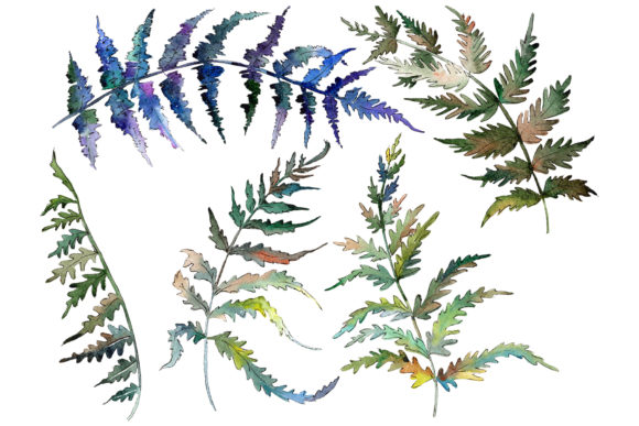 Polypodiopsis Fern Watercolor Illustrations