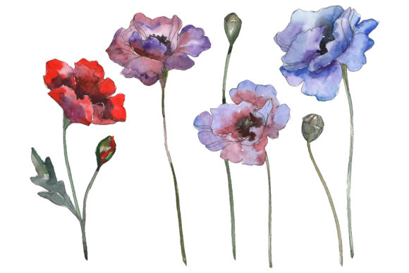 Poppy 1 Watercolor Illustrations
