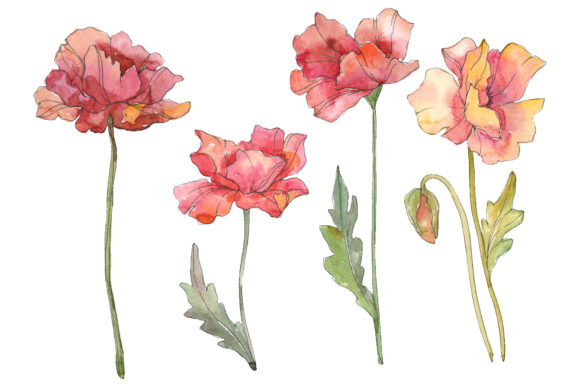 Poppy Red Watercolor PNG Review