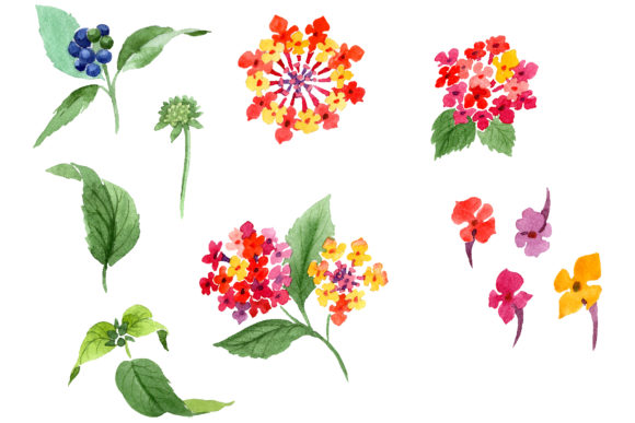 Red Lantana Watercolor PNG and Illustrations