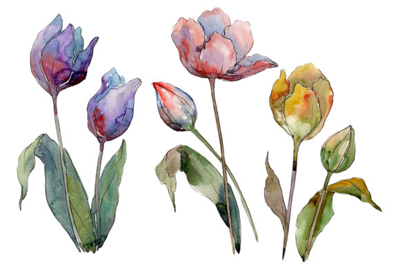 Tulips Flower Watercolor Illustrations