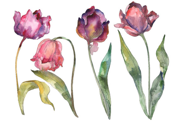 Tulips Watercolor PNG & Illustrations