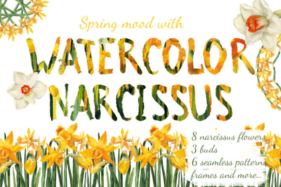 Watercolor Narcissuses and Illustrations