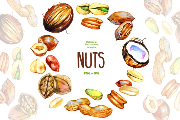 Watercolor Nuts and Illustrations