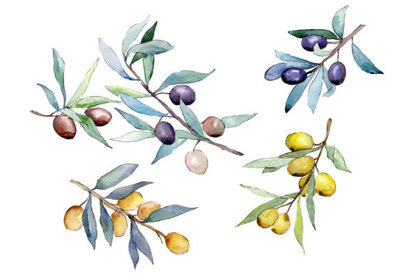 Watercolor Olives Set Illustrations