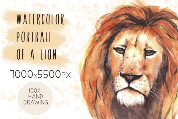 Watercolor Portrait of a Lion Illustrations