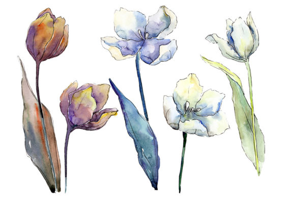 White Tulips Watercolor Flower Set and Illustrations