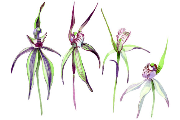 Wild Orchid Watercolor Illustrations