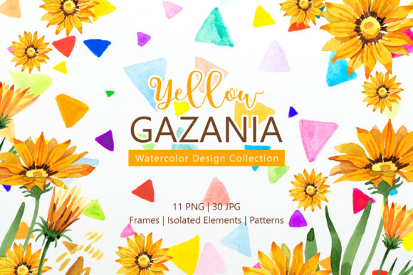Yellow Gazania Watercolor Illustrations