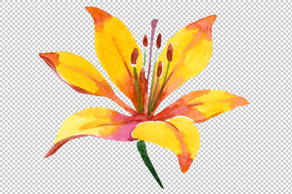 Yellow Lily Flower Watercolor Illustrations